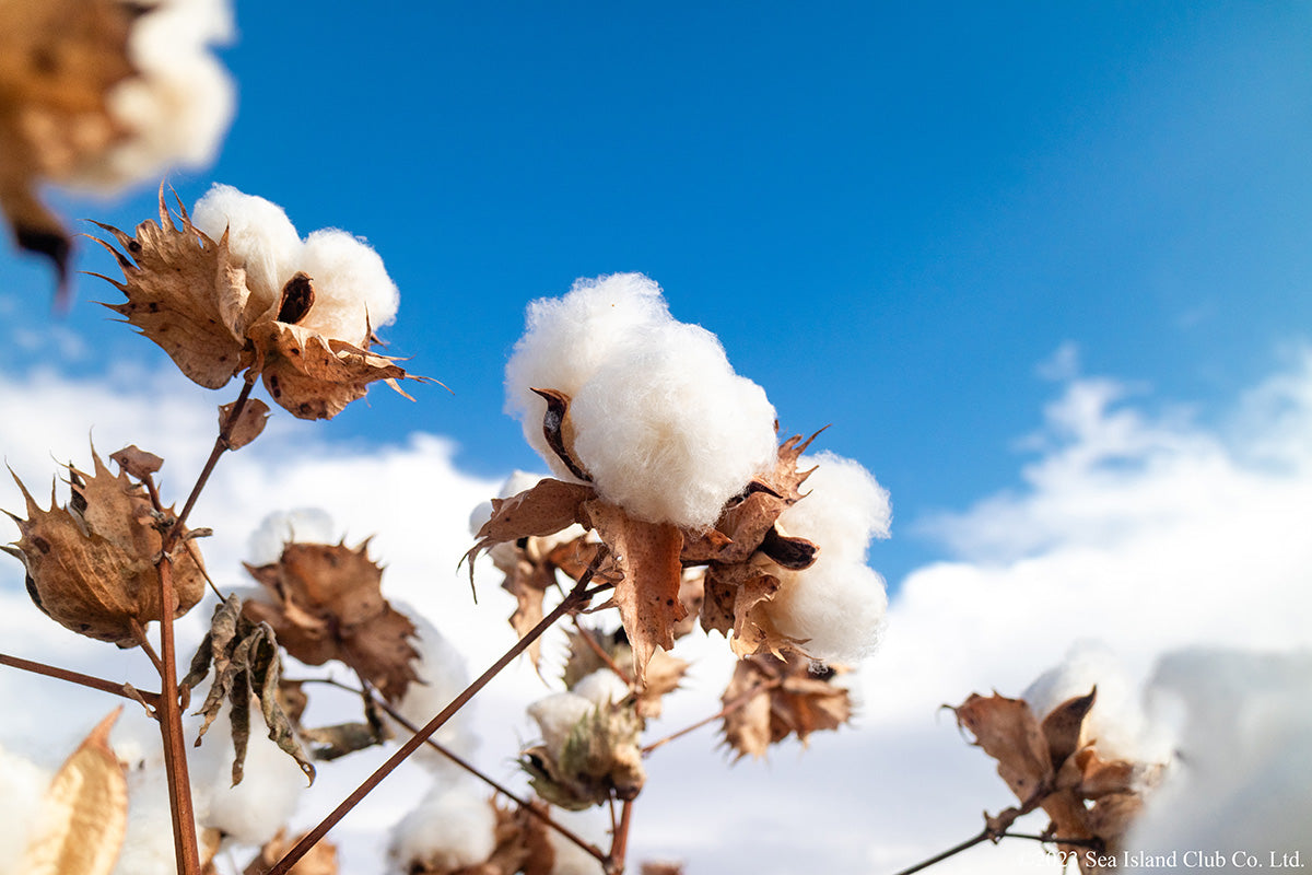 ■ LeCENT レセント■シーアイランドコットン /海島綿/総柄/長袖シャツ/L アメリカン・シーアイランドコットンについて \u2013 eeeLa shop